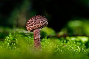 ノネナールと皮膚の常在菌バランスを保つためのポイントは？