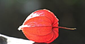 ロールオンの使い方で効果的な方法は？