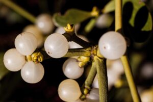 薬用デオドラントの効果を徹底比較した結果は？