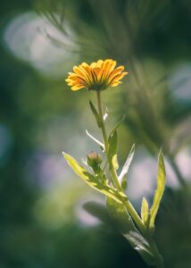 薬用デオドラントの効果を徹底比較するとどれが一番おすすめ？