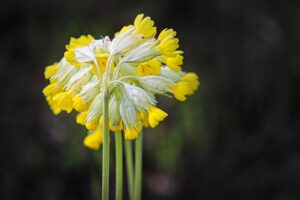 薬用ボディソープのコスパが良い商品はどれ？