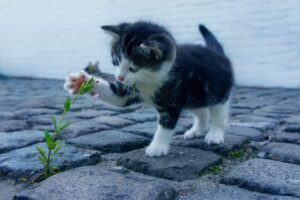 男性の体臭対策に最適なサプリはどれがおすすめ？
